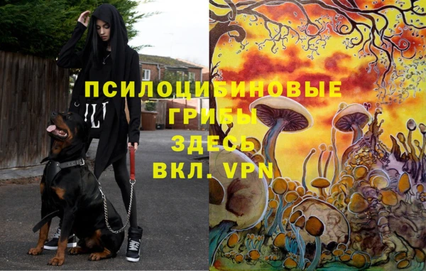 индика Бронницы